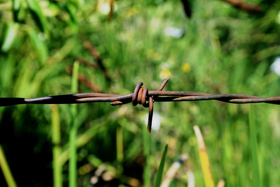 wire, barbs, sharp, dangerous, restricting, grass, safety, plant HD wallpaper