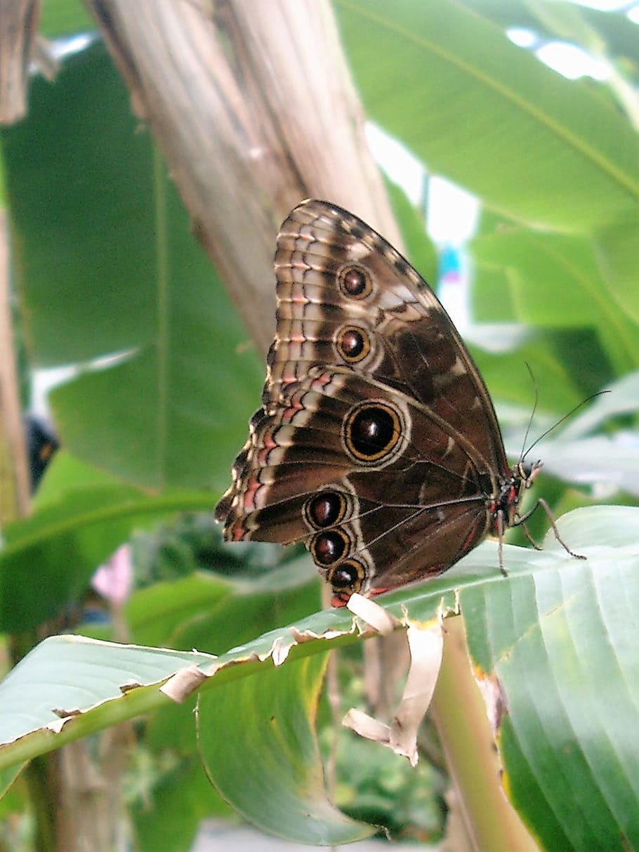 Butterfly, Insect, Garden, Wings, leaf, butterfly - insect HD wallpaper