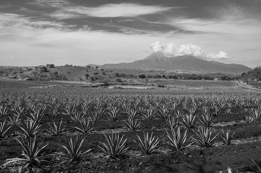 black and white, volcano, agave, landscape, colima, growth, HD wallpaper