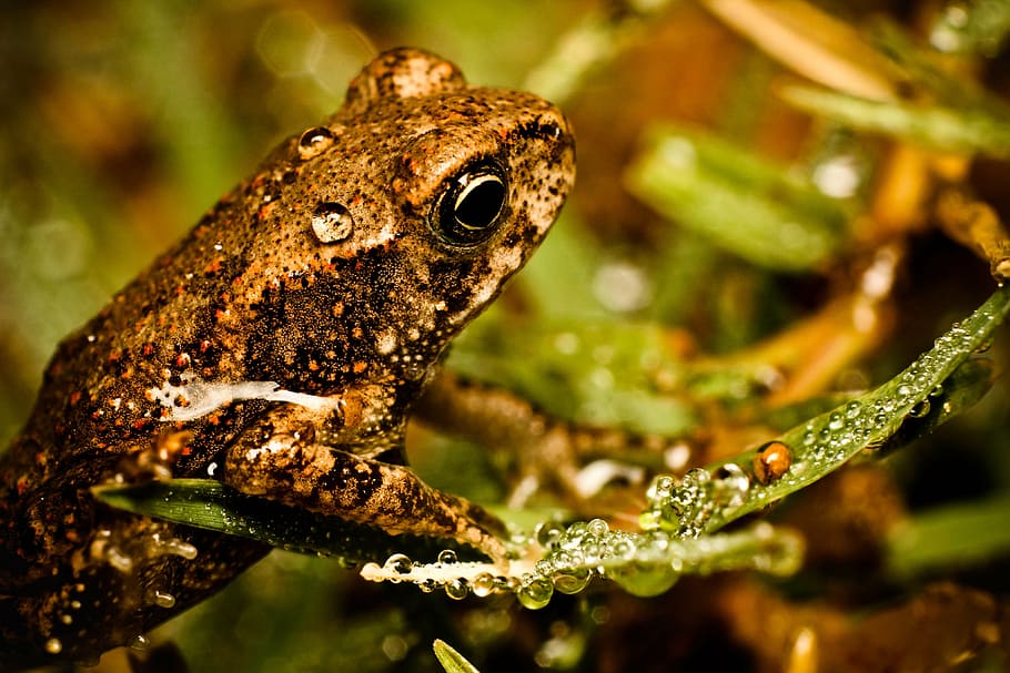 frog, macro, miniature, green, amphibian, baby, nature, eye HD wallpaper