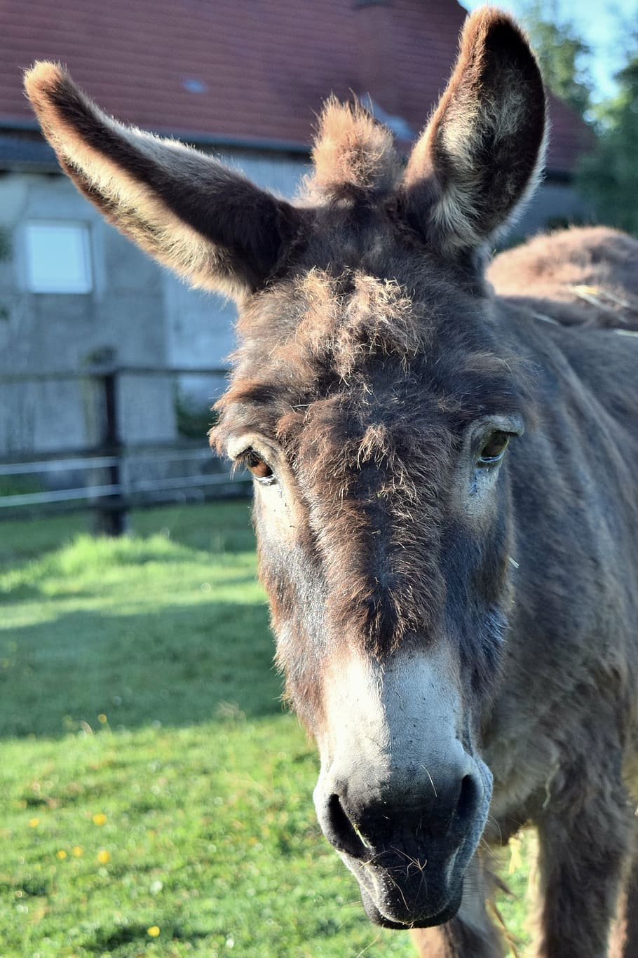 donkey, head, animal, ears, mammal, curiosity, view, farm, nature HD wallpaper