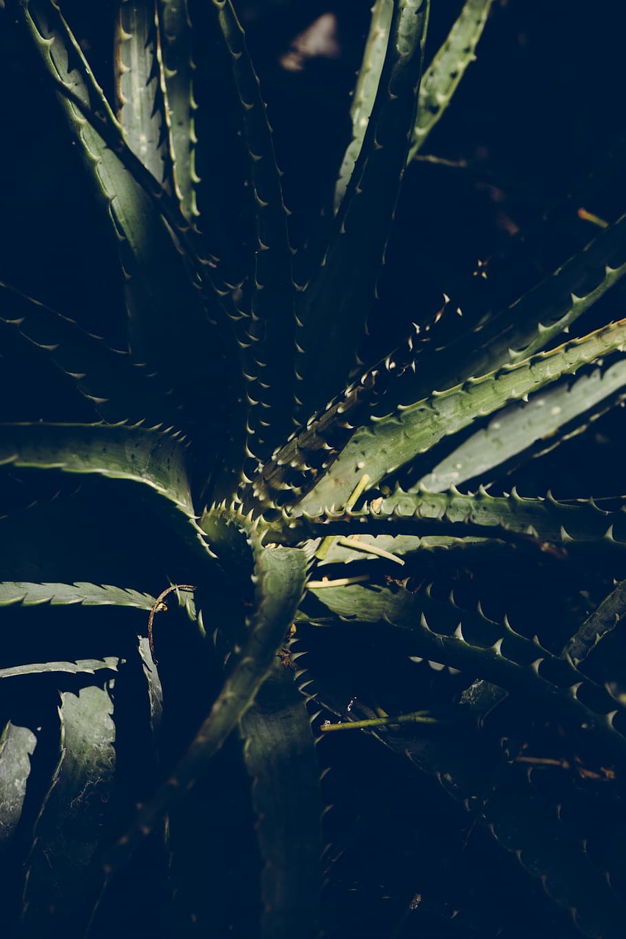 nature, lights, pattern, garden, blur, botanical, cactus, close-up HD wallpaper