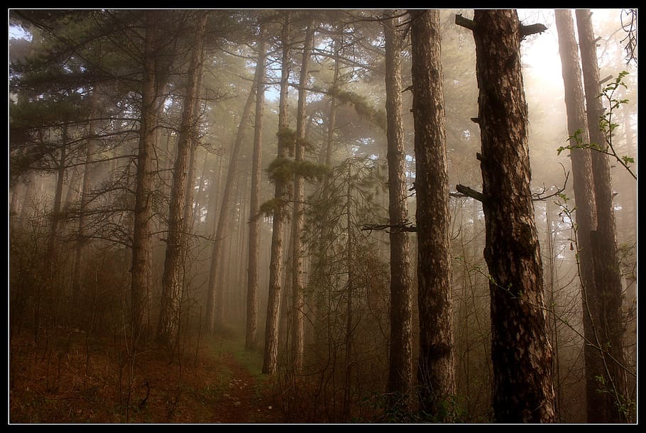 still life photo of forest, fog, trees, woods, wooden, morning HD wallpaper