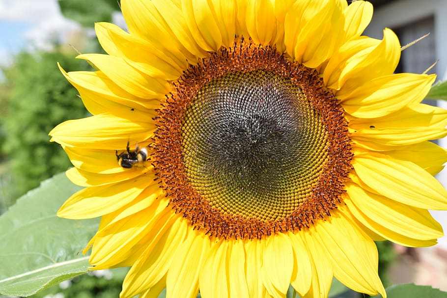 Sun Flower, Beautiful, Macro, summer, petals, close, yellow HD wallpaper