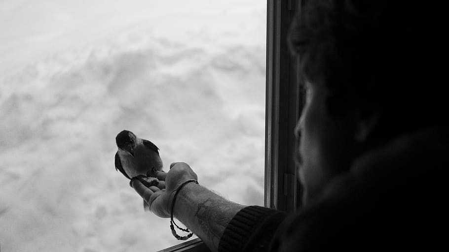 Bird, Window, feeding, one person, human body part, day, looking through window HD wallpaper
