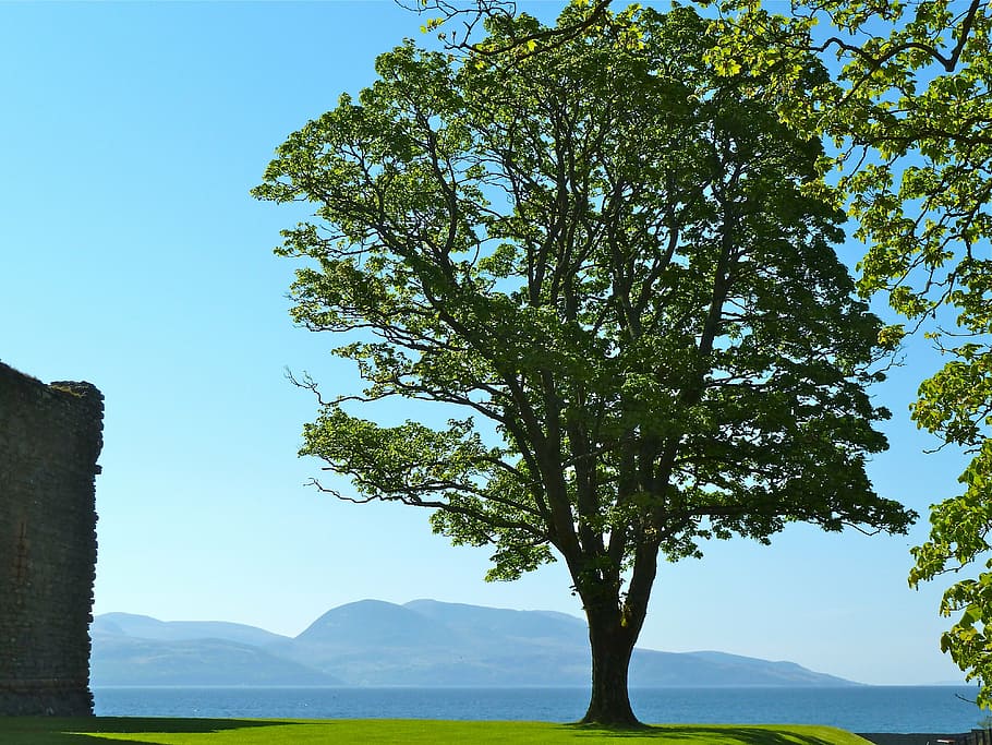 tree, ocean, bay, nature, leaves, distance, plant, sky, growth HD wallpaper
