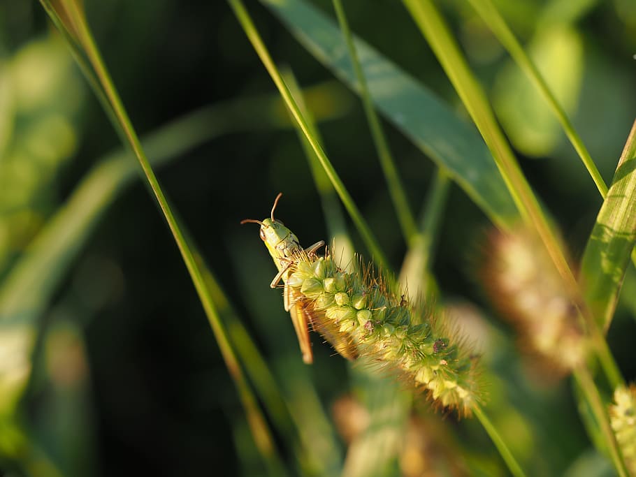 grasshopper, flip, green, close, insect, camouflage, nature HD wallpaper