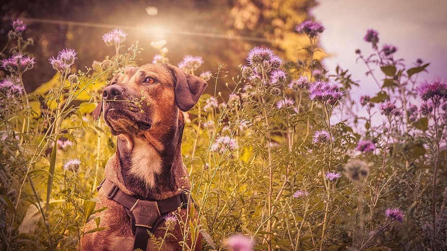 short-coated brown and black dog sitting on purple petaled flower field during daytime, HD wallpaper