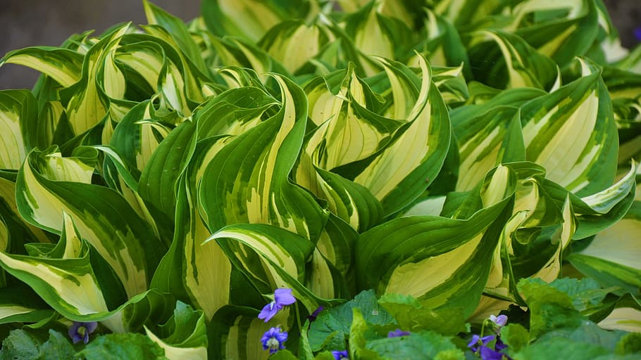spring, nature, flower, green color, plant part, leaf, growth HD wallpaper