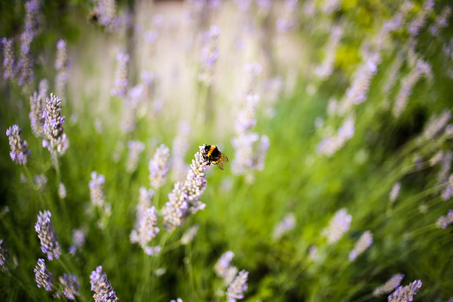 selective focus photography of white petaled flower, bumble bee on white flower HD wallpaper