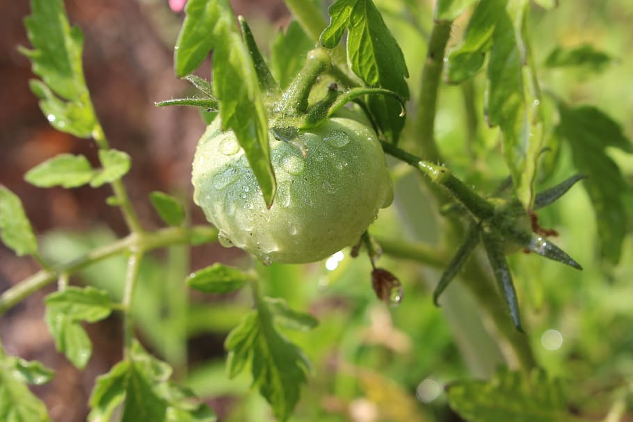 tomato, fruit, growth, plant, freshness, green color, food and drink HD wallpaper