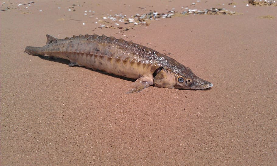 sturgeon, fish, beach, young, beached, one animal, vertebrate HD wallpaper
