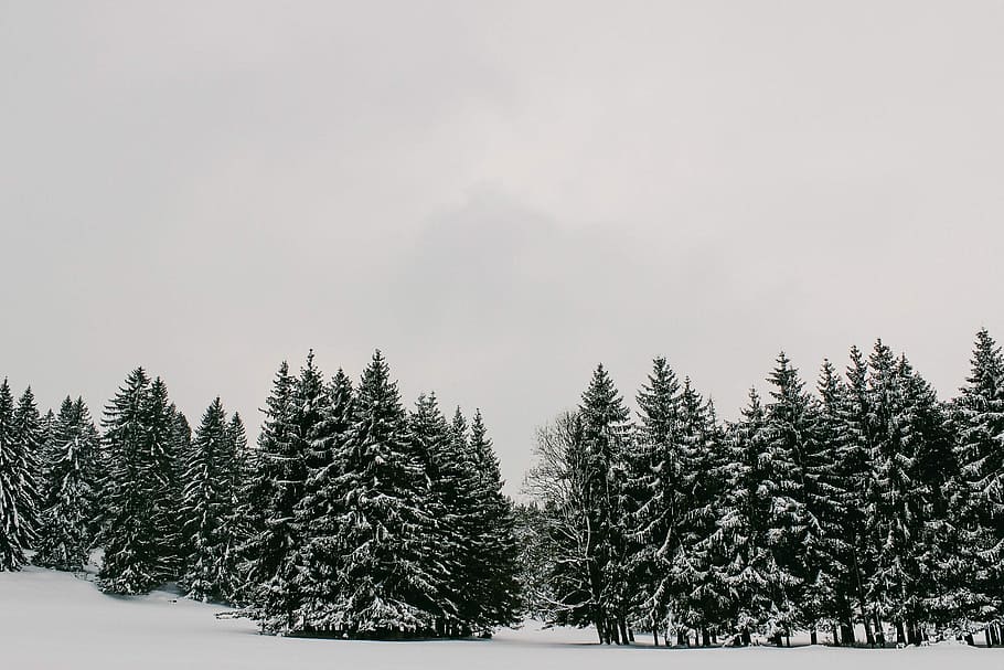 trees with snow, snowy spruce trees, black and white, forest HD wallpaper