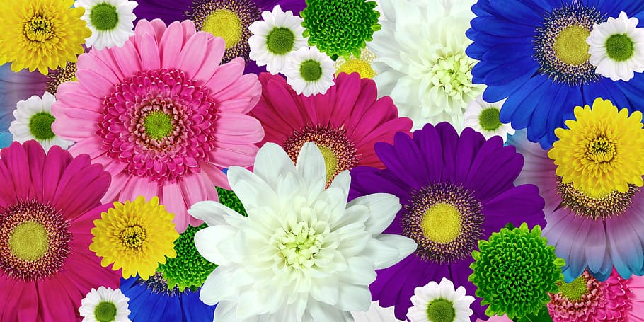 Gerbera Daisy lot, chrysanthemum, flower, plant, blossom, bloom