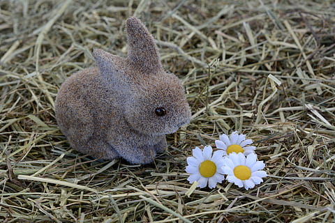 brown rabbit looking at white-and-yellow daisies, bunny, hare HD wallpaper