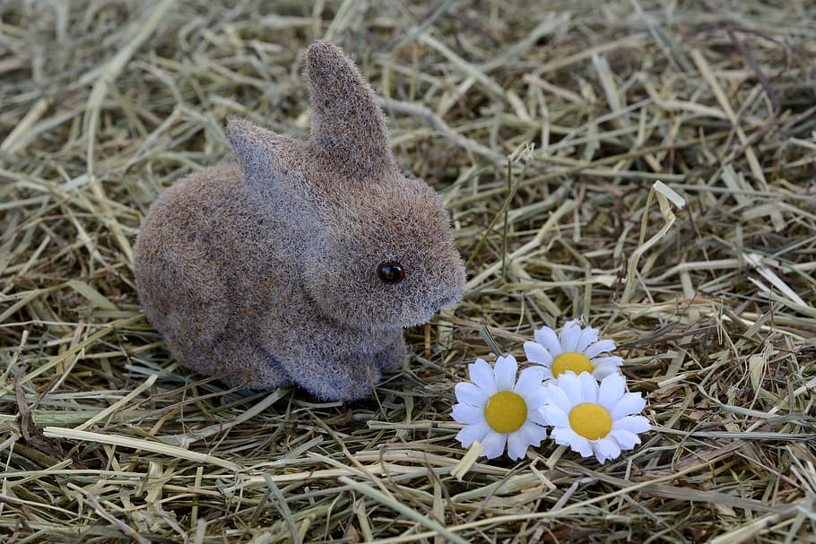 brown rabbit looking at white-and-yellow daisies, bunny, hare HD wallpaper