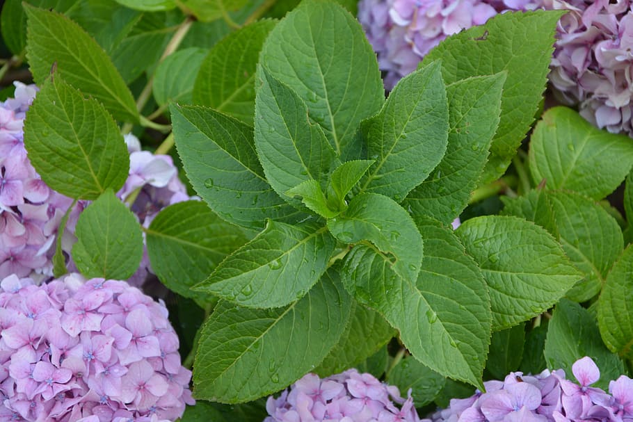 HD wallpaper: Leaves, Hydrangea, Foliage, Nature, leaves hydrangea