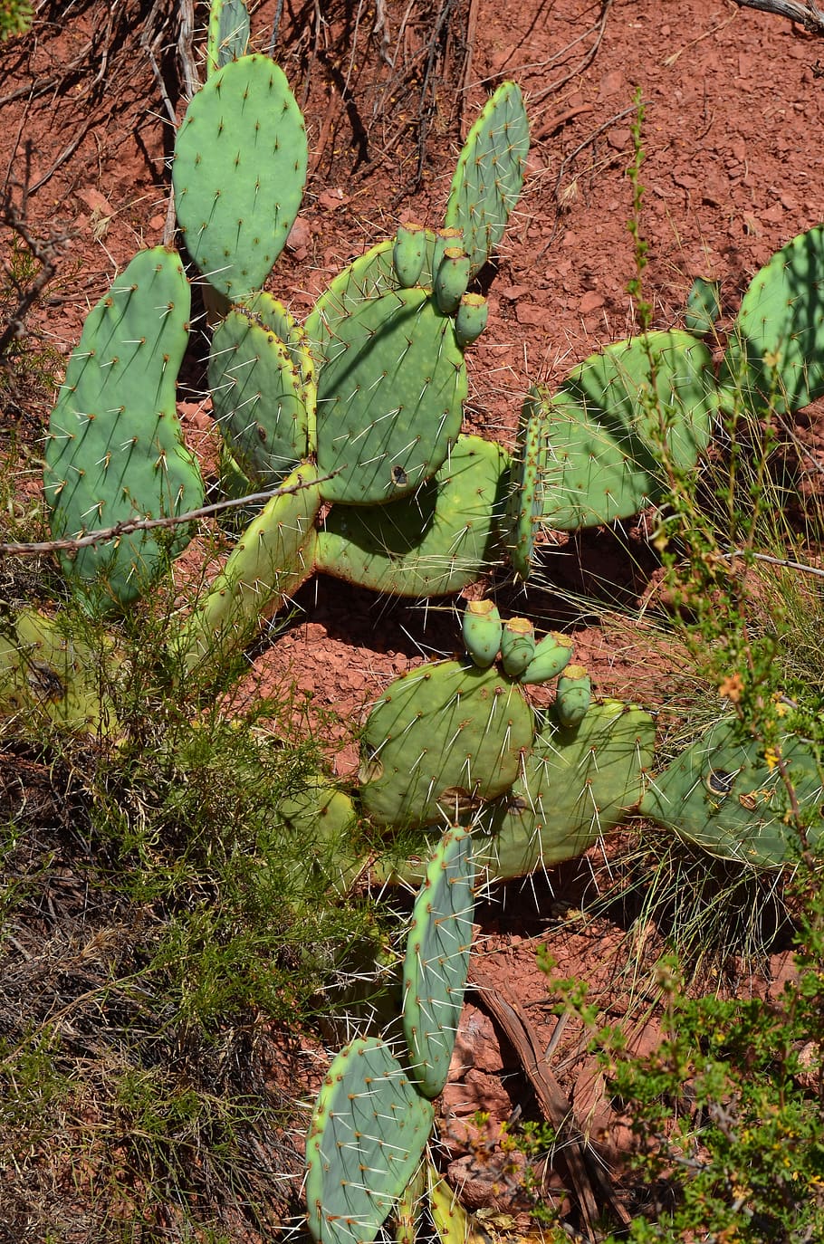 cactus, flora, nature, leaf, desert, growth, green color, plant HD wallpaper