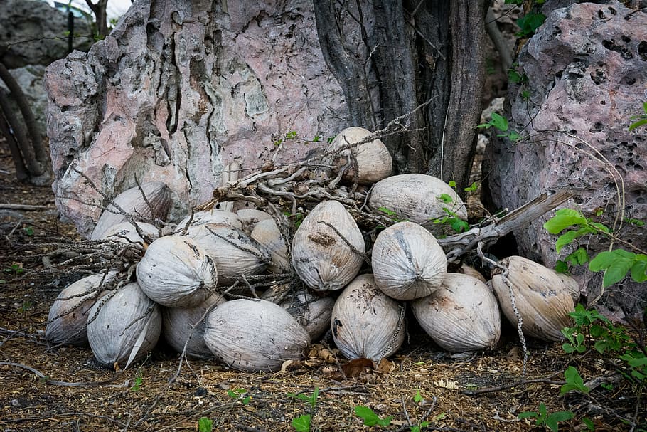 coconuts, day, tree, plant, no people, nature, outdoors, land HD wallpaper