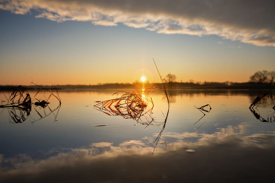 brown grass on calm body of water during golden hour, sunrise HD wallpaper