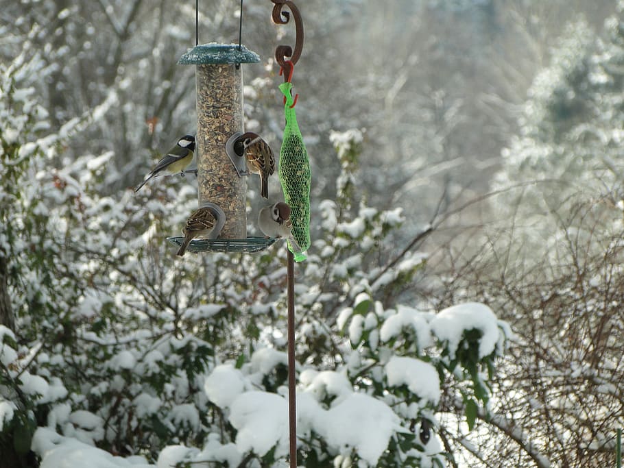 bird, tit, sparrows, birds, pinnate, animal, bird seed, animals HD wallpaper