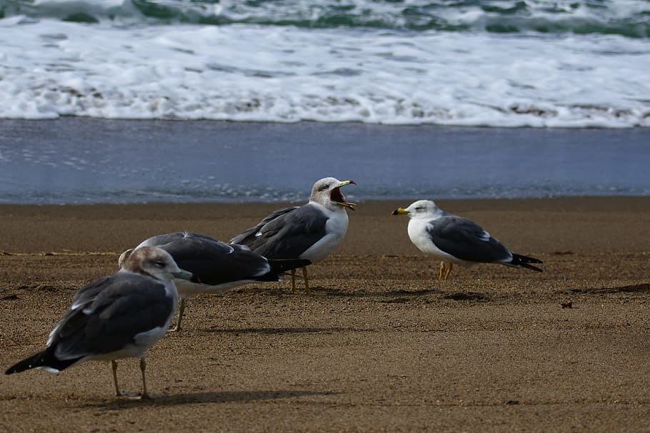 animal, sea, beach, wave, seabird, sea gull, seagull, yawn HD wallpaper