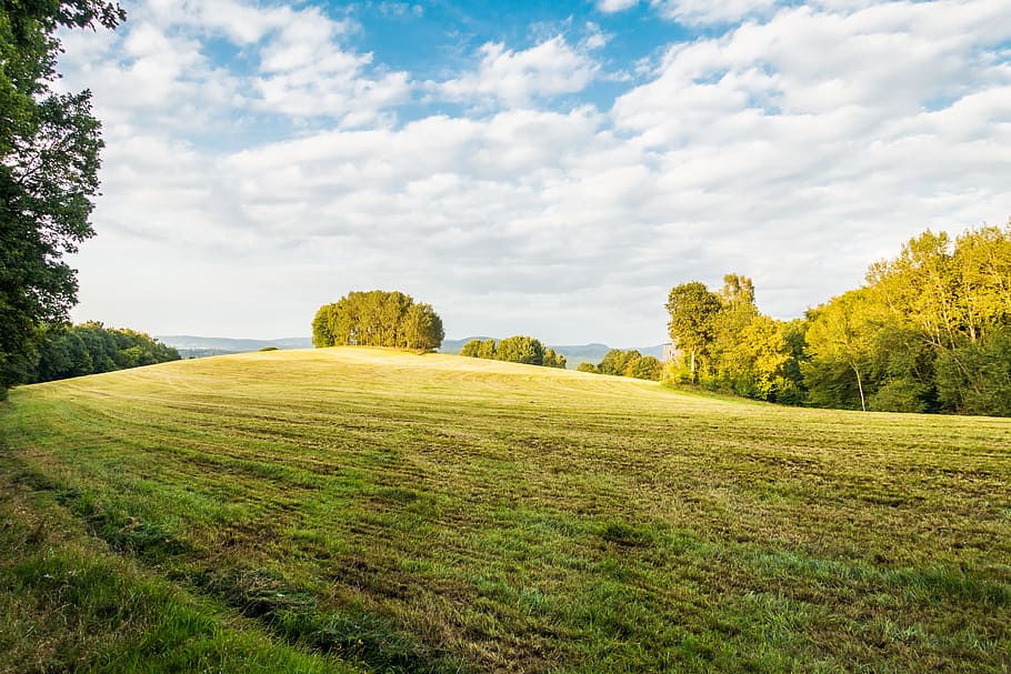 meadow, summer, cloudy, grass, spacious, hill, plant, tree HD wallpaper