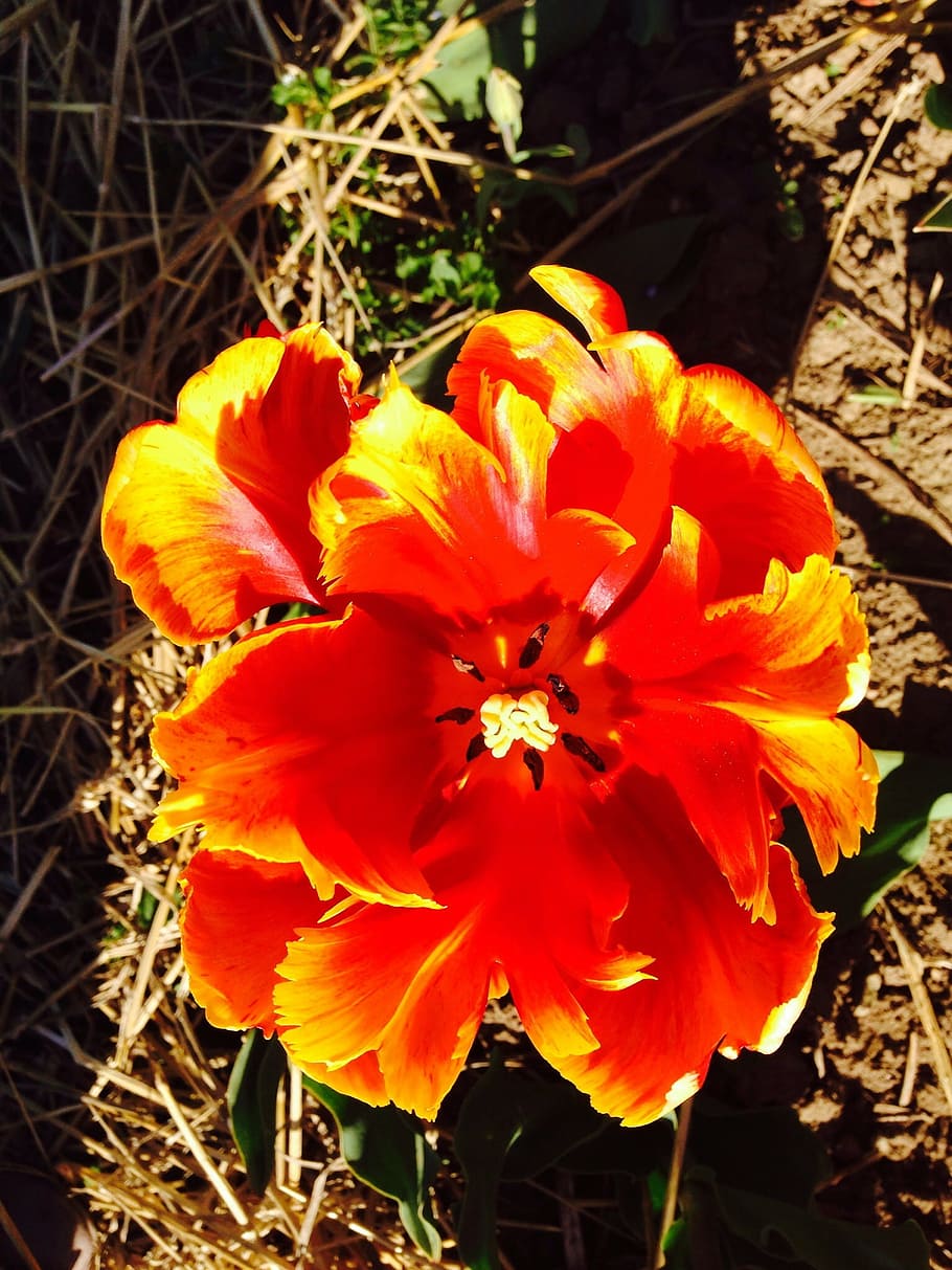 tulip, flower, spring, blossom, bloom, flowering plant, fragility HD wallpaper
