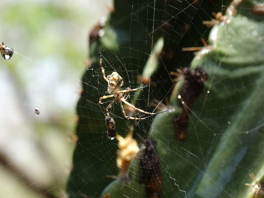 insect, spider, web, arachnid, nature, spider web, fragility HD wallpaper