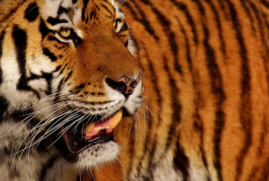 brown tiger, predator, fur, beautiful, dangerous, cat, wildlife photography HD wallpaper