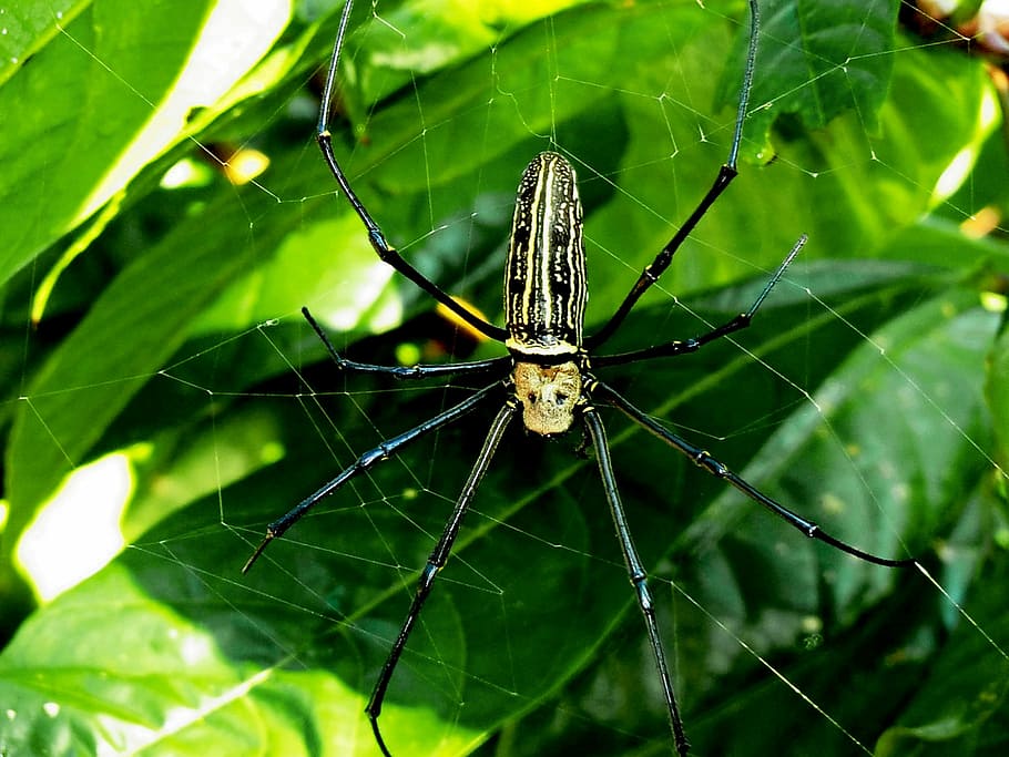 spider, network, nature, insect, close, animal, arachnid, spider Web HD wallpaper