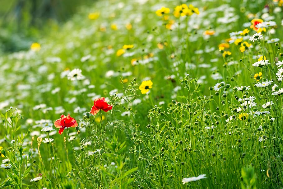 white-red-and-yellow flower field selective focal photo, korea, HD wallpaper