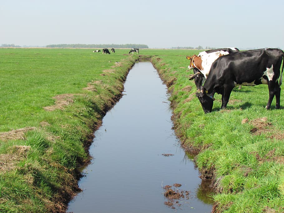 Cow, Cows, Pasture, Landscape, Whey, grass, ditch, netherlands, HD wallpaper