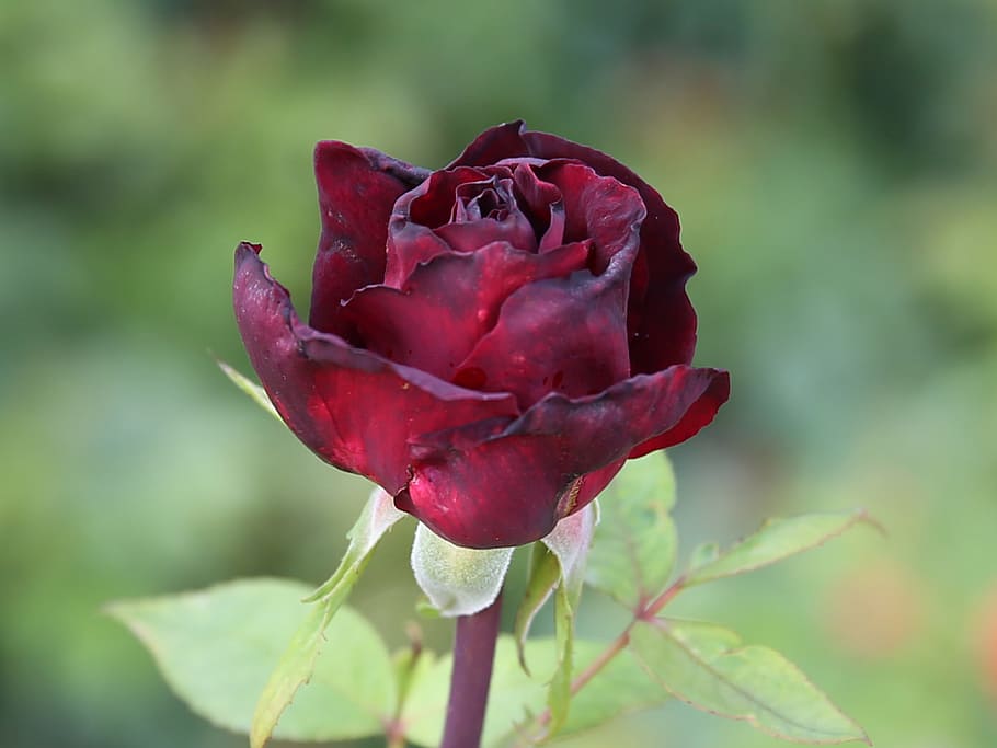rose, flora, flower, blossom, bloom, fragrance, beauty, plant HD wallpaper
