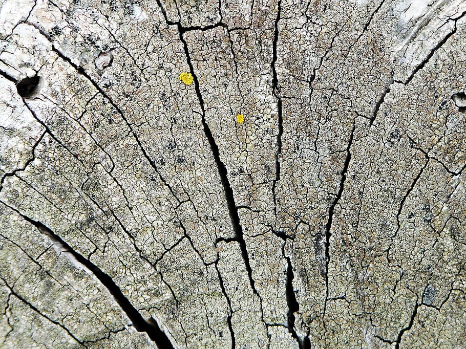 tree grates, tree stumps, sawn, crack, cracked, full frame HD wallpaper