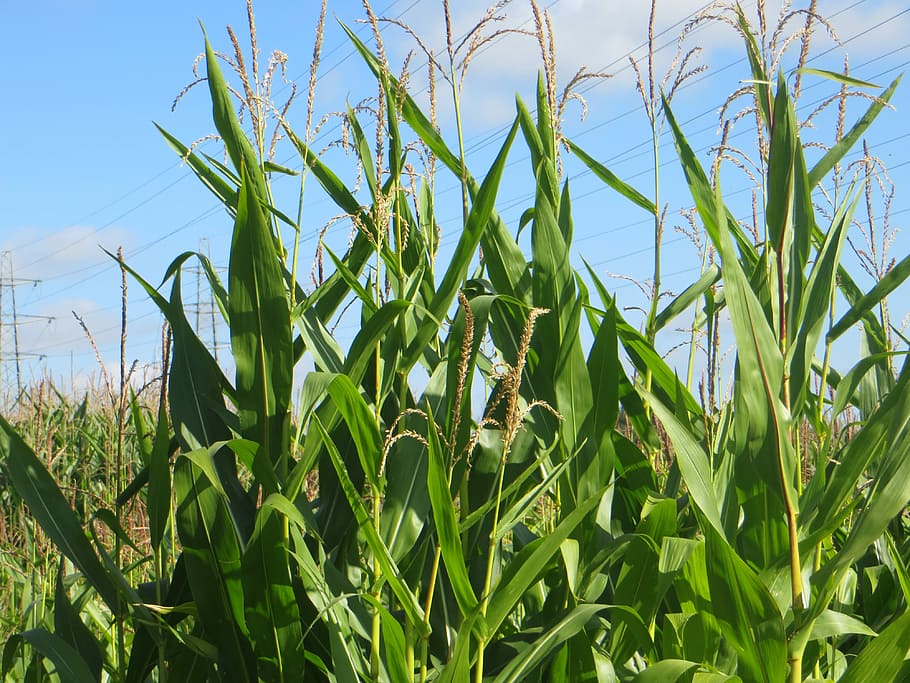 HD wallpaper: Maize, Corn, Agricultural, Organic, sky, crop, grain ...