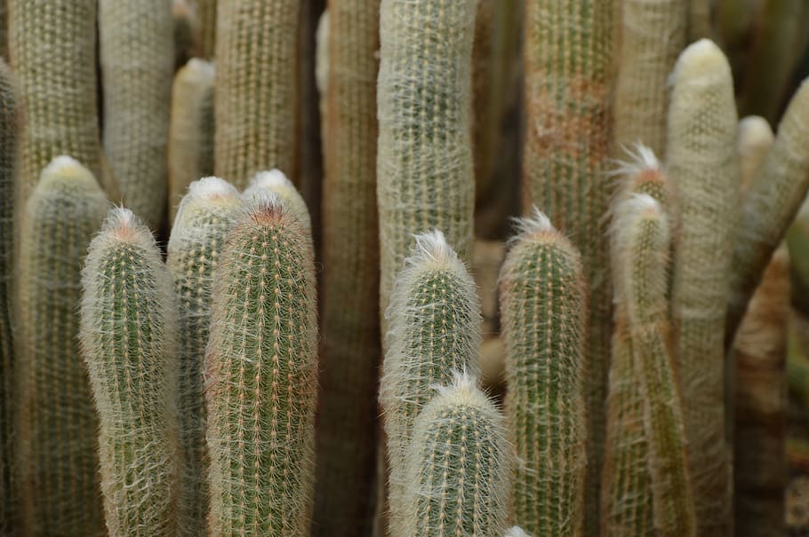 cactus, desert, spines, nature, plant, close-up, succulent Plant HD wallpaper