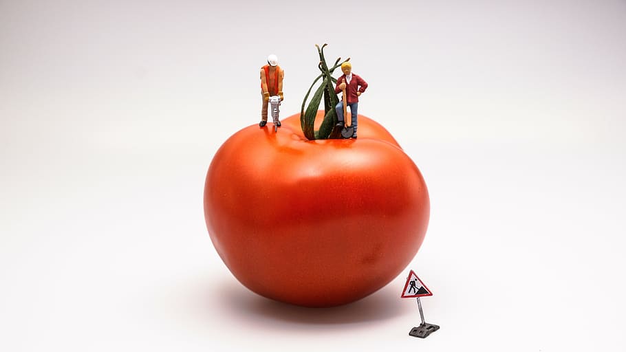 two man on the tomato, food, vegetable, red, construction, work area HD wallpaper