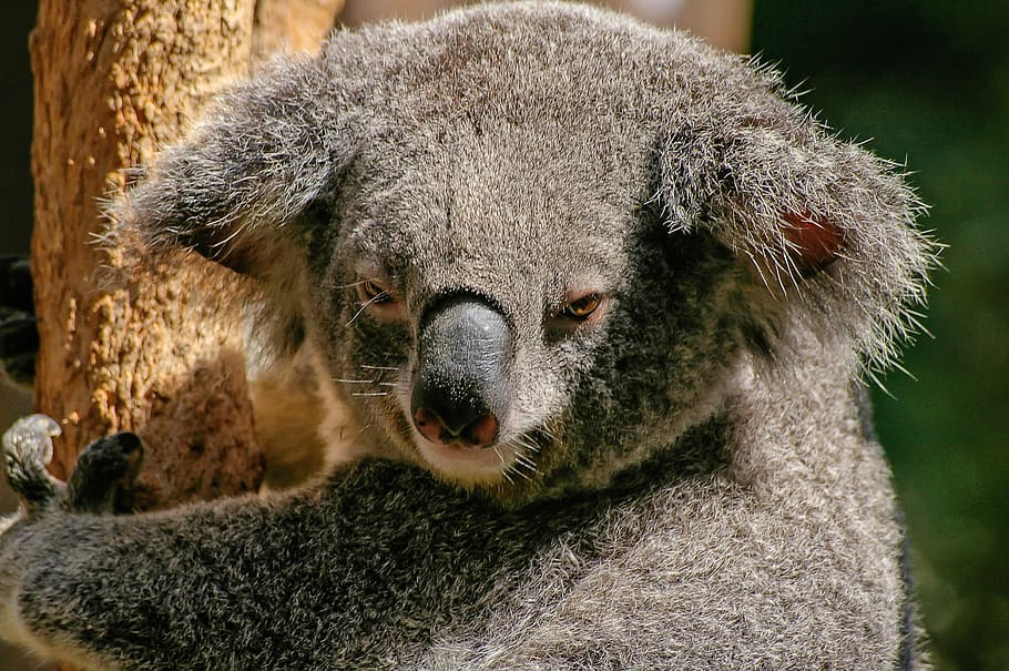 close up photo of grey Koala bear, marsupial, furry, icon, australia HD wallpaper