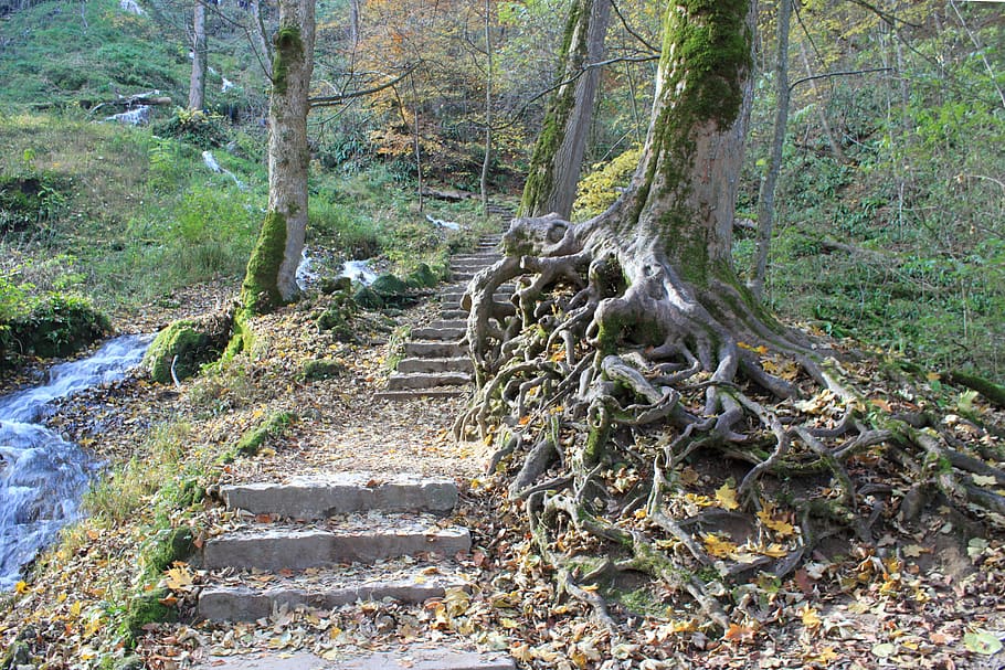 nature, forest, path, away, trail, forest path, stairs, promenade HD wallpaper