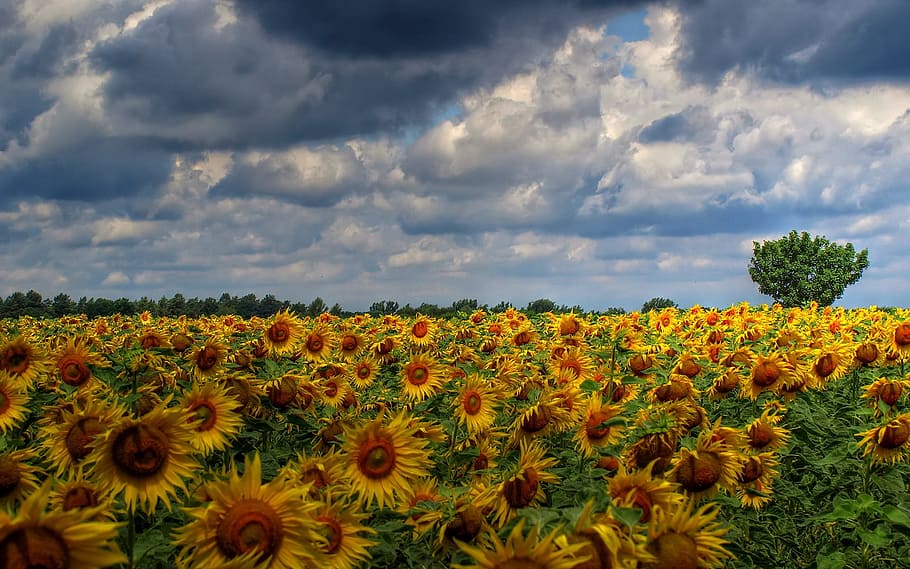 photo of bed of sunflowers, sun flower, field, clouds, flowering plant HD wallpaper
