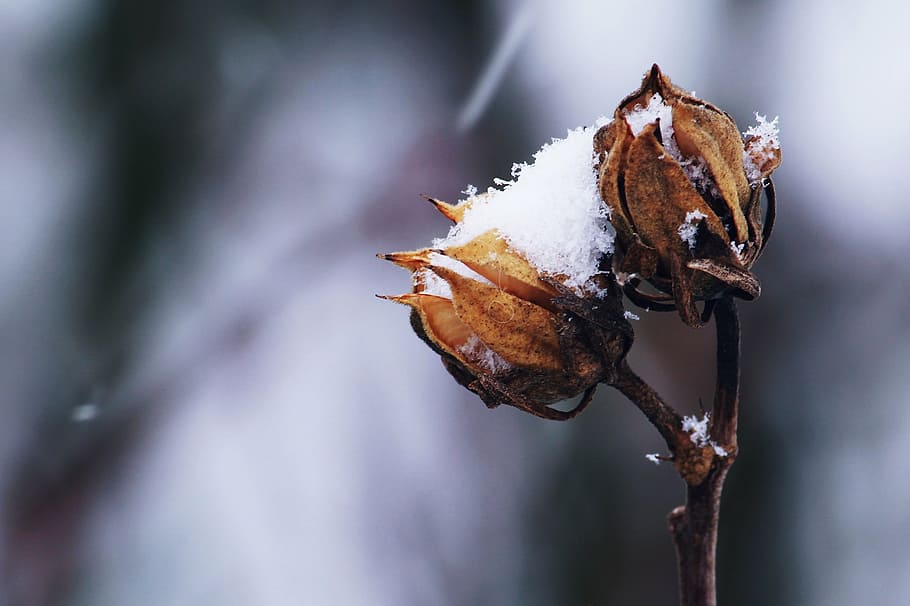 closeup photography of withered flower, snow, winter, white HD wallpaper
