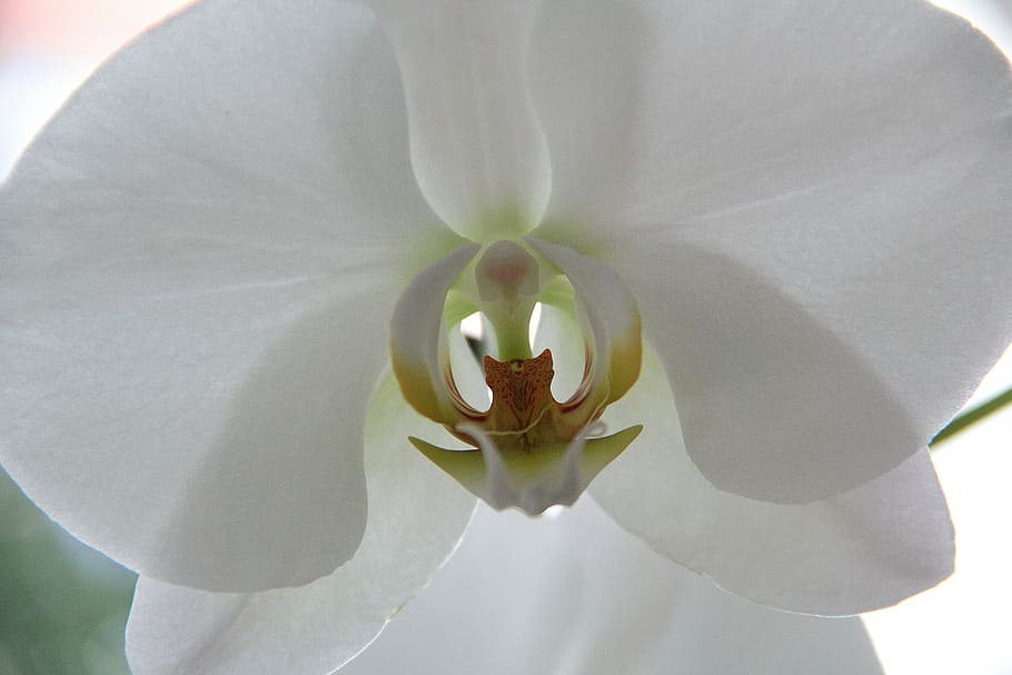 orchid, flower, close, beautiful, white, flowering plant, freshness HD wallpaper