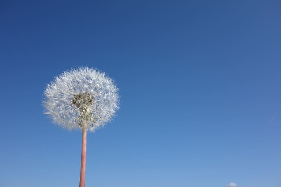 white dandelion flower in bloom at daytime, spring, nature HD wallpaper