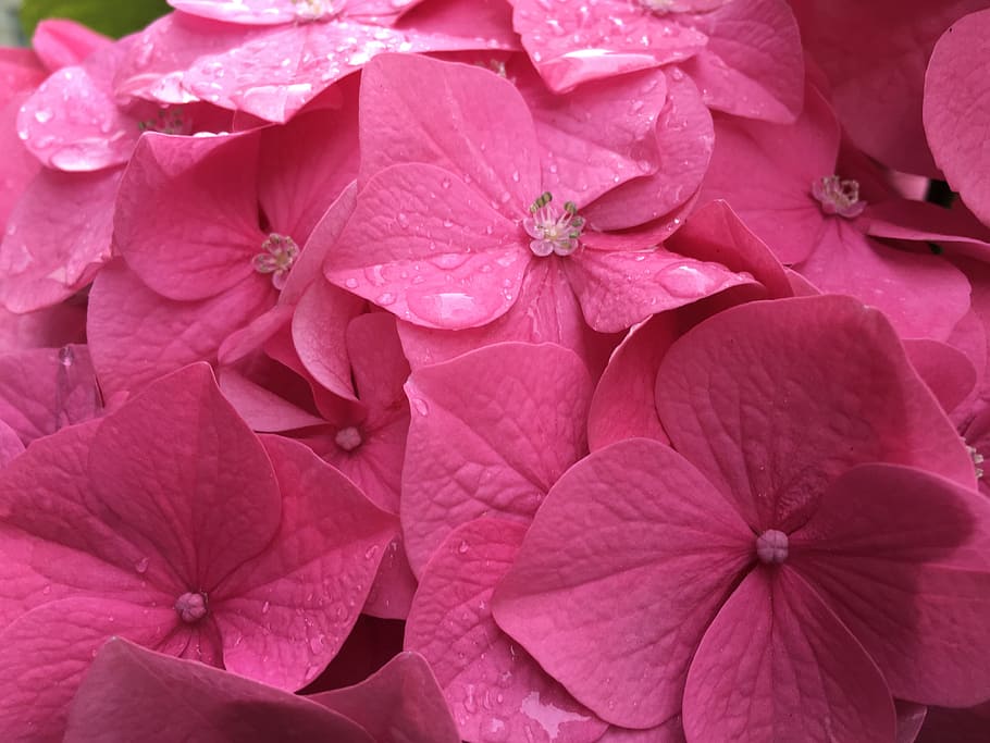 photography of flowers, background, pink, beautiful, floral HD wallpaper