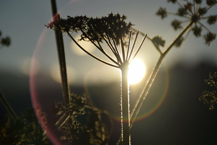 Queen Anne's lace flower selective-focus photography, italy HD wallpaper