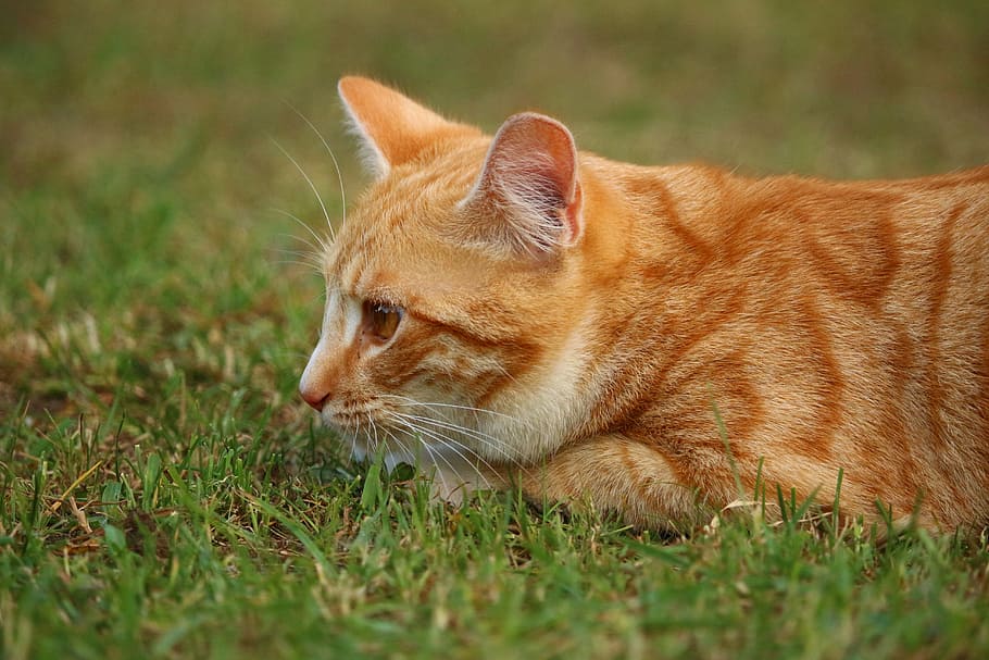 cat, mieze, kitten, mackerel, tiger cat, red cat, red mackerel tabby HD wallpaper