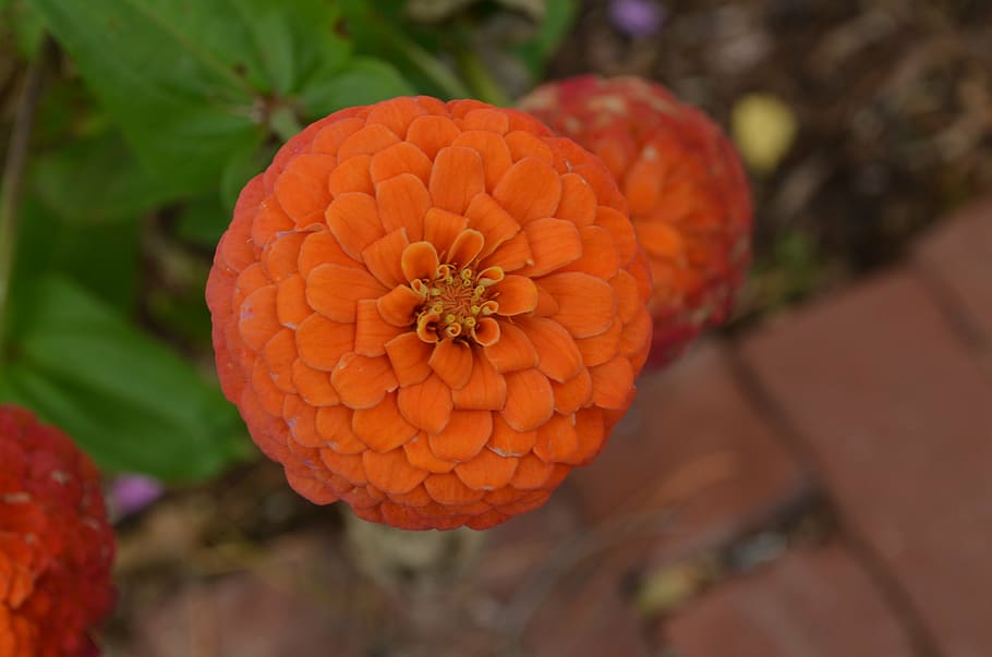 flower, petals, fall, orange, garden, freshness, close-up, plant HD wallpaper