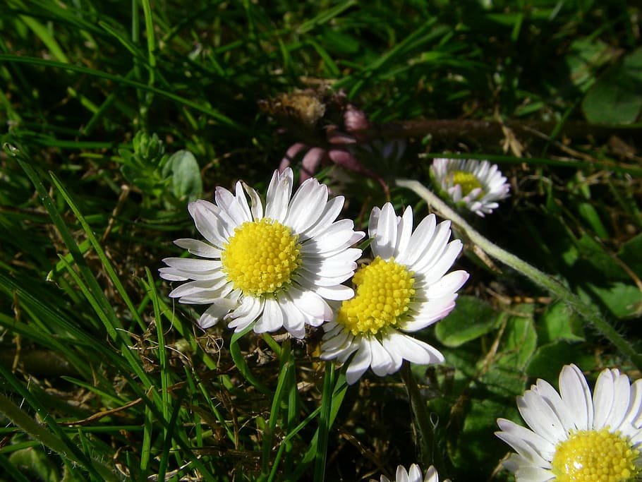 bellis, flower, botany, flowering plant, freshness, vulnerability HD wallpaper