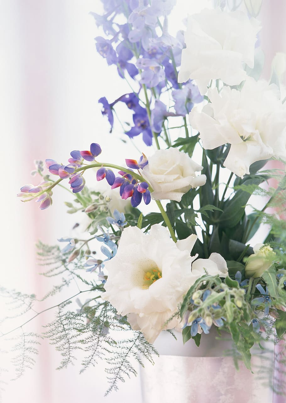 hwasaham, flowers, spring, flowering plant, beauty in nature HD wallpaper